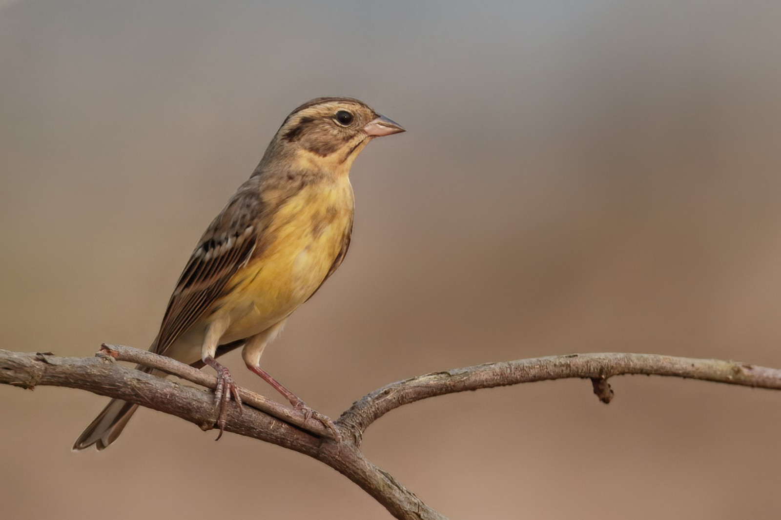 image Yellow-breasted Bunting